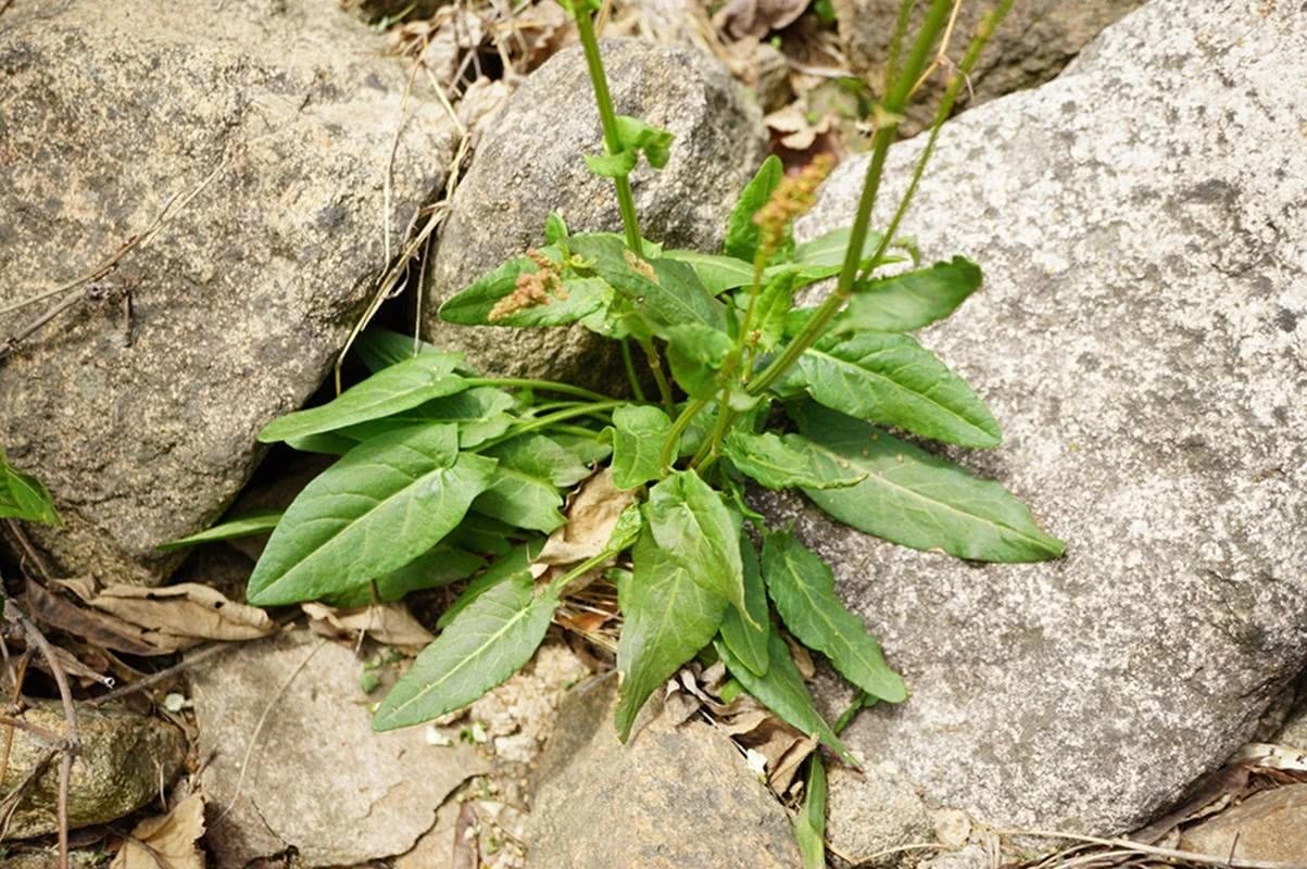 野草|农村一大害草，价值却很珍贵，曾是穷苦人的救命粮，治湿疹有特效