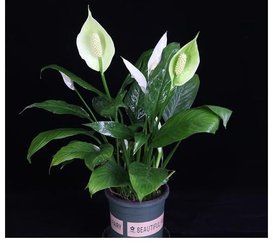 橡皮树|5种好养的绿植，摆在家里，为你打造纯天然的氧吧！