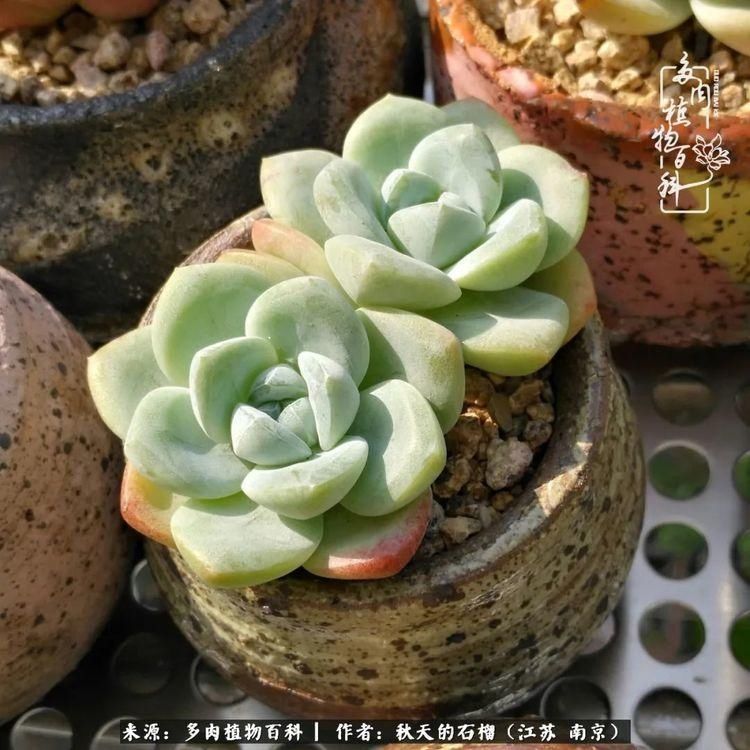 渡劫归来的肉肉,谁是谁的前世,谁又成了谁的今生