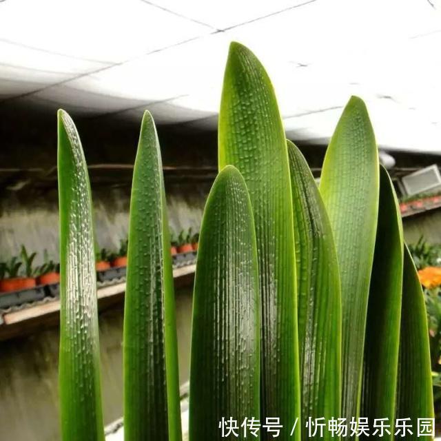 君子兰|4个养“君子兰”的小口诀,叶子厚又亮、满盆大白根,轻松养好!