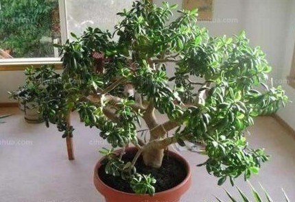 玉树长得慢10天浇次“它”，枝粗，叶翠绿，还能开白花，漂亮！