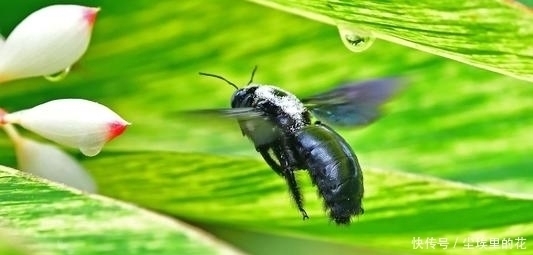 道理|慈禧太后的水烟袋里,藏着三个秘密,大清不亡简直没有道理