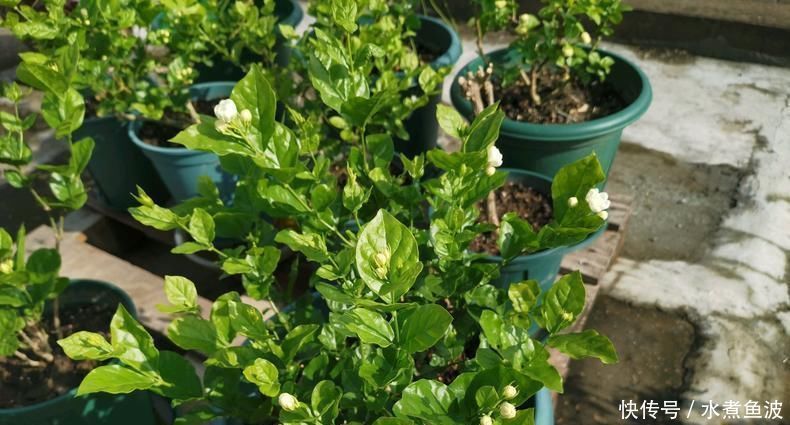 6月养茉莉，做好这3点，让茉莉生长有动力，爆花不断