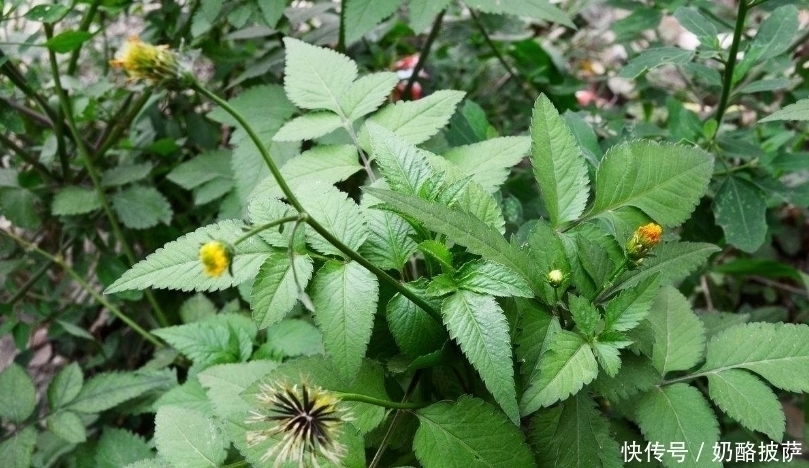 清热解毒|立秋后，体内湿气重，莫慌常用此草泡水喝，清热解毒，祛风除湿