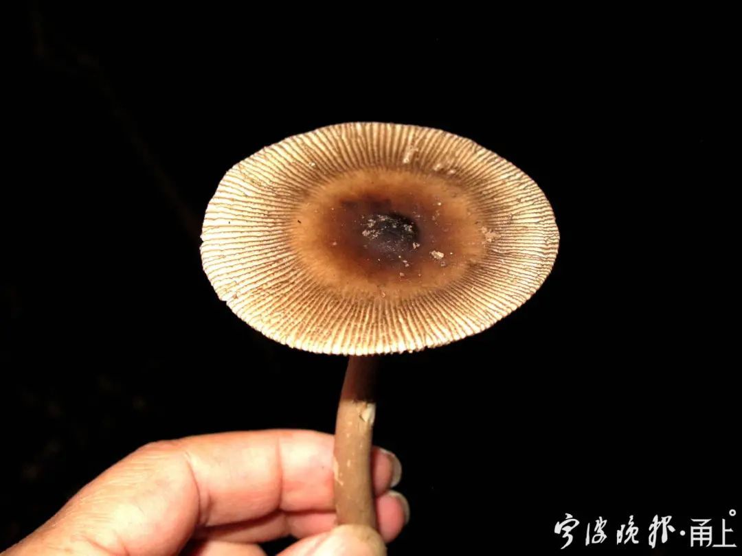 蘑菇|多人食用后中毒!医生:没有特效药,死亡率很高