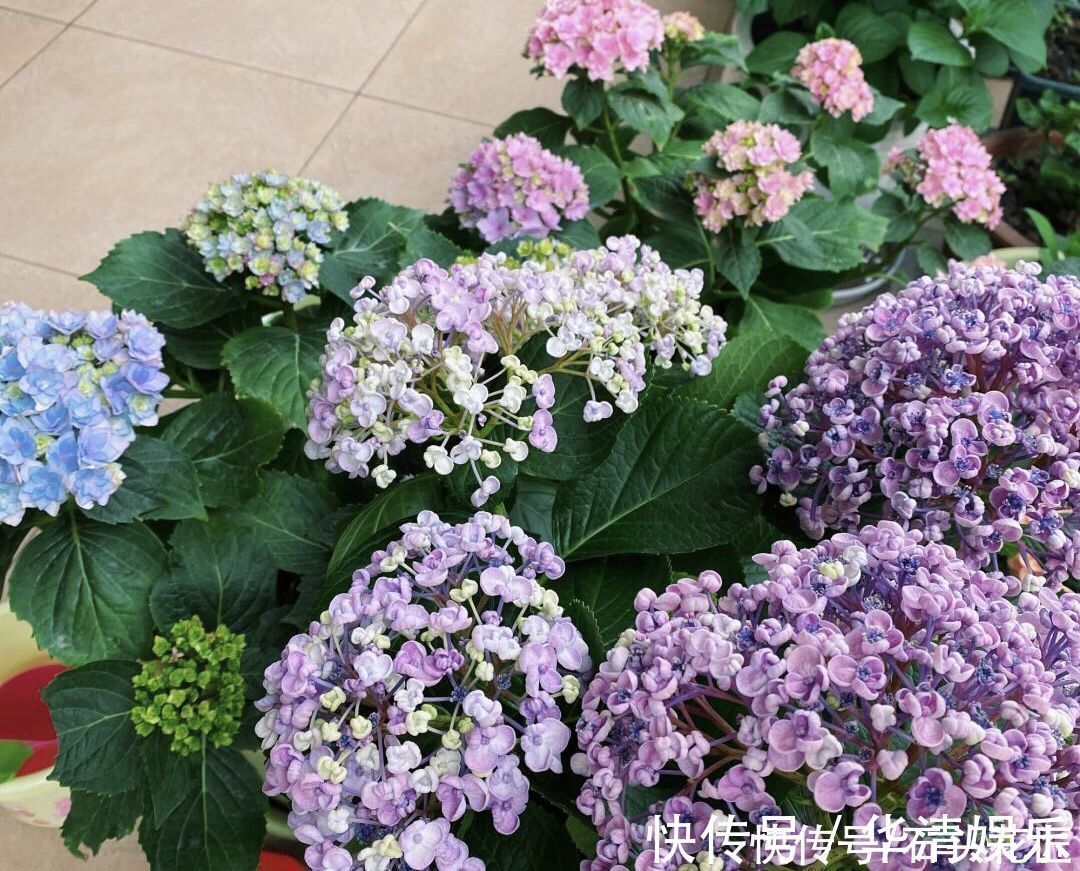 它是绣球花中的“爆米花”，花瓣卷起来，可以调色、容易爆花