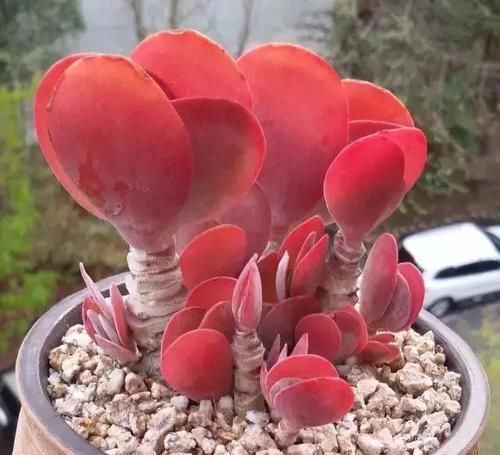 刚入坑养多肉,怕盆栽夭折,日常打理该注意这些,以防黑腐伤亡