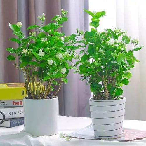 五种植物|想让家里“病菌”少,就养五种植物,漂亮又好养!