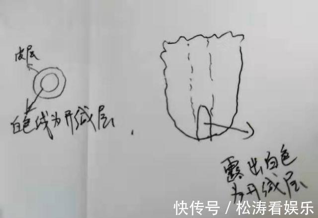 叶片|蟹爪兰养不好,用此“神木”一嫁接,快速爆满芽,开成“花树”