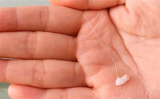 仲春钓鲫鱼，没有这些素饵搞不定的大鲫鱼，如果有，那就换一种