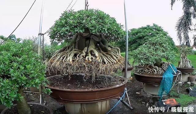 观赏价值|沙漠玫瑰怎么养沙漠玫瑰盆栽的养殖方法和注意事项