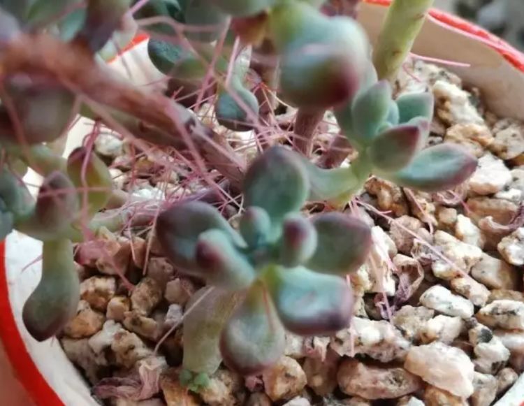 多肉长气生根其实是在释放“信号”,你读懂了吗?