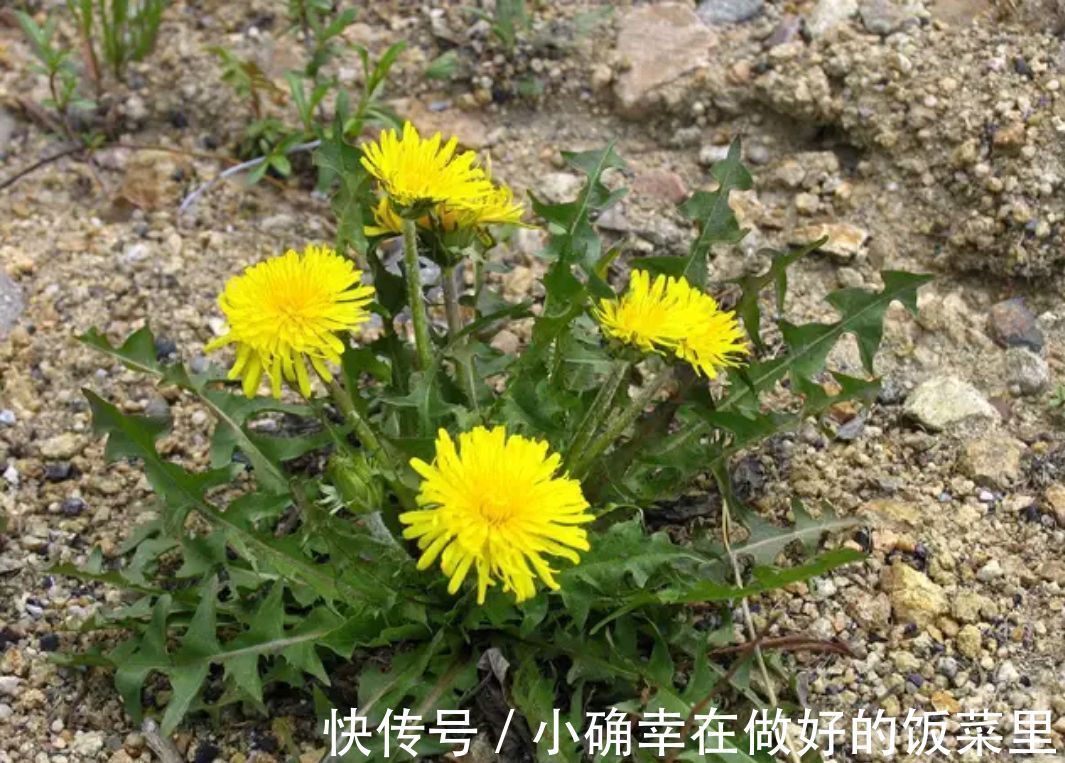 凉拌蒲公英|蒲公英的叶子、根茎、花泡水喝,作用是否一样呢请记住两个不喝