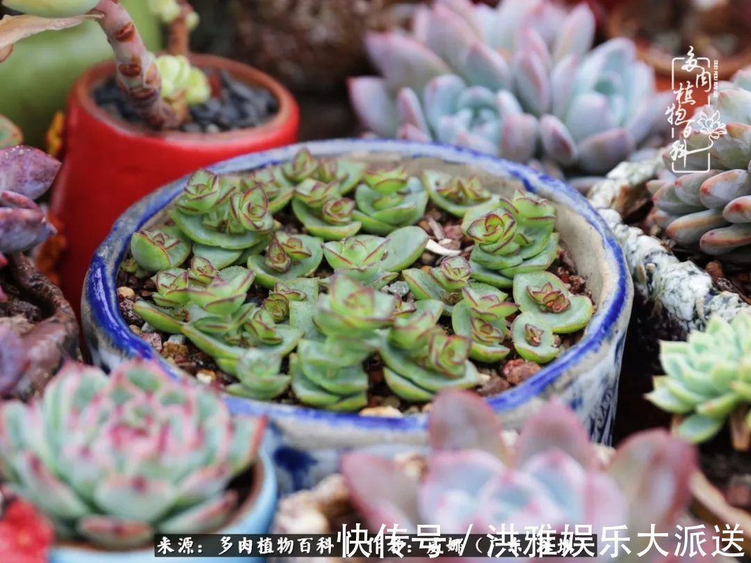 橙梦露|笼子里露养的多肉,越养越美!有多肉的日子伴着小确幸!