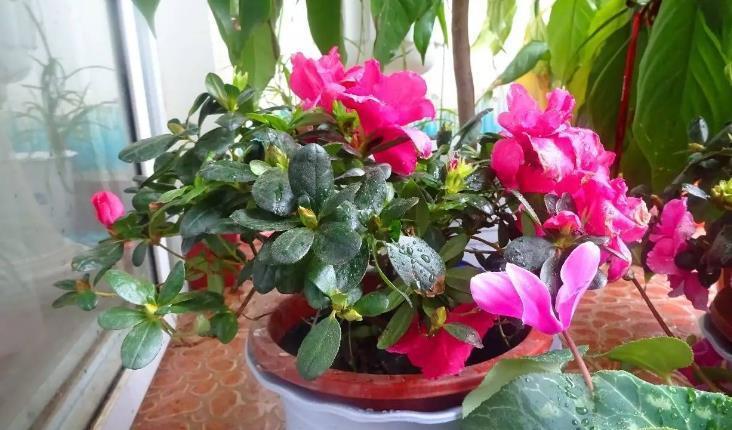 高温天气|养花施肥：高温天不小心此3点，根叶就会黑腐化水