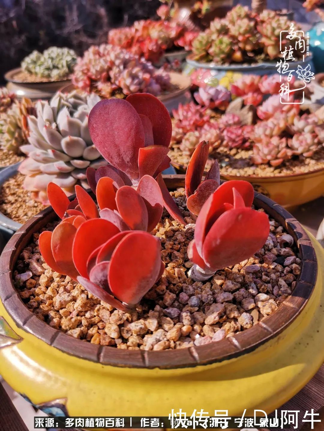 入多肉坑八年,始于初心,一切但求无愧于心