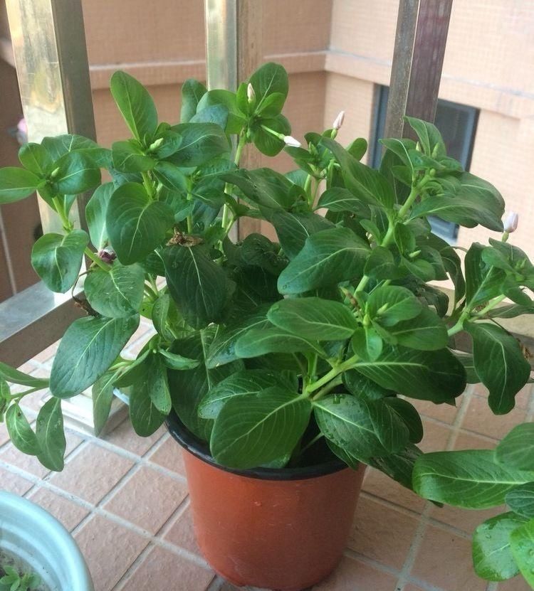 长出更多|这6种花,要经常“摘心”,分枝多开花多,株形更丰满