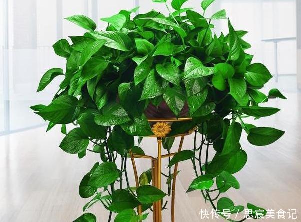 头疼不知道盆栽绿萝喜欢什么?日常注意2方面,枝叶轻松长爆盆