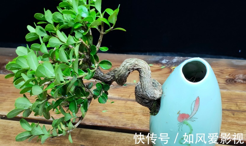 花友们|制成盆景的瓜子黄杨,搁家里能显主人品味、身份,该怎么养护?