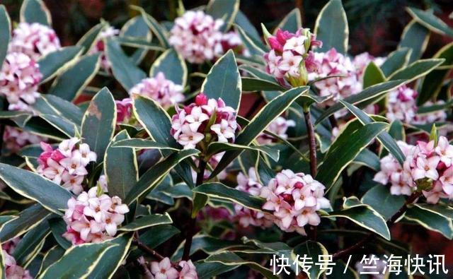 金边瑞香不好养，到了夏天叫“夏必死”，没法安全度夏不好养！