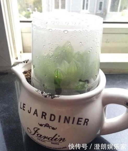 多肉|媳妇养多肉有个性，给盆栽套上可乐瓶，结果全家都被下了禁令