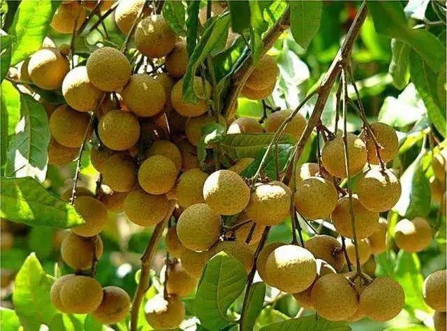 枸杞子|枸杞的绝配不是菊花而是它!补血安神、养肝明目,越喝越年轻!