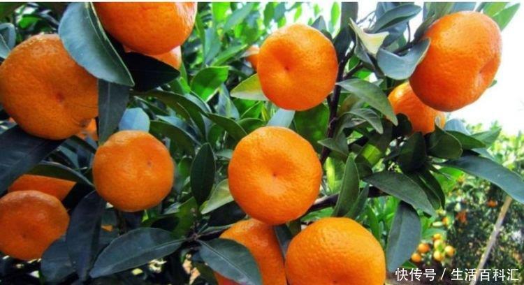 金钱树|客厅养上4种花,四季常青,寓意好,招财进宝,懒人最爱