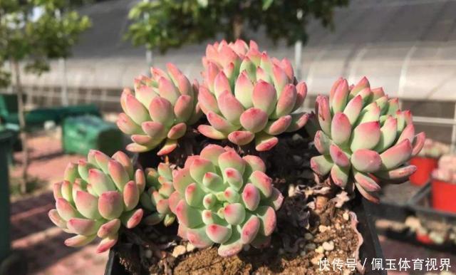 心血|老桩多肉该怎么换盆？2种方法“保活”，叫你心血不再白费