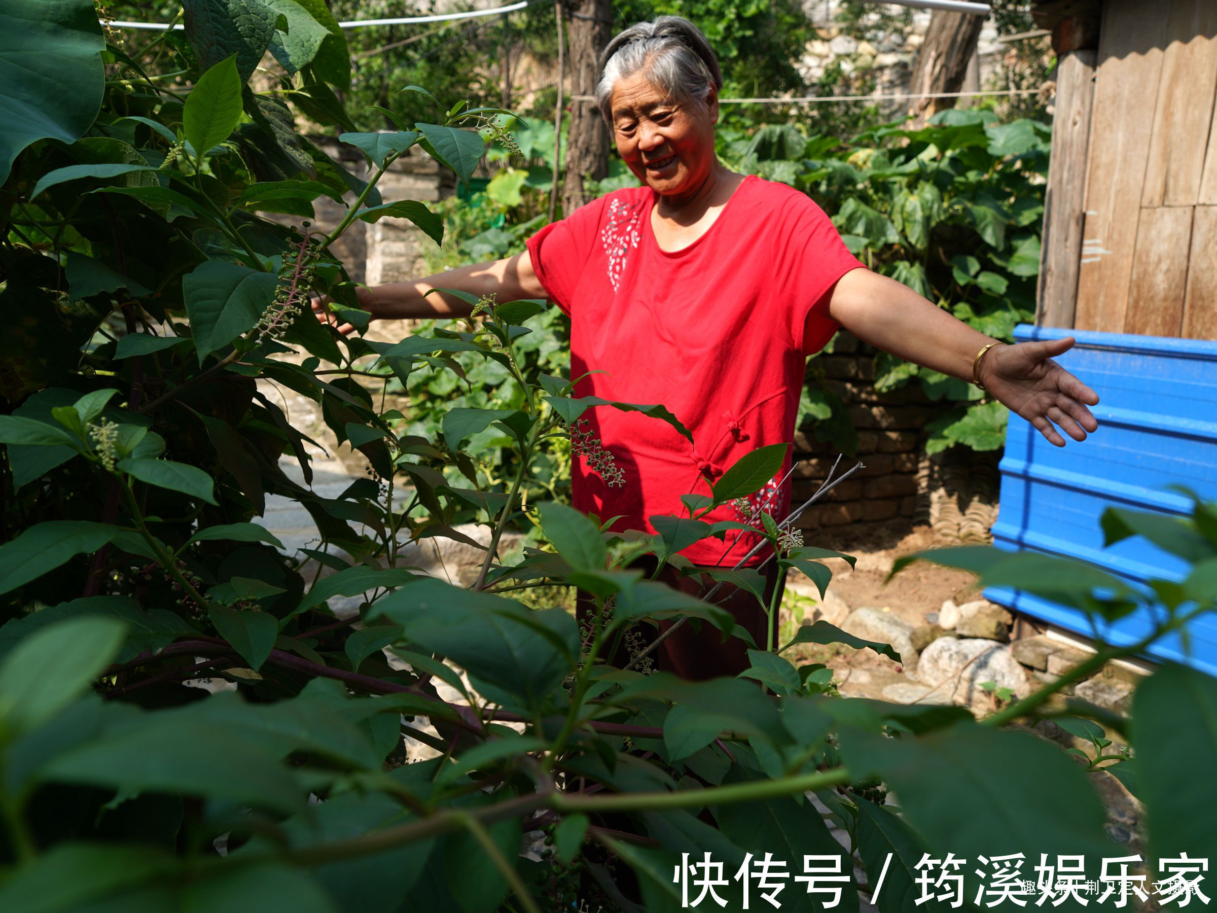 后院|6旬农民大妈家长出1棵野人参,枝繁叶茂万元不卖,看看啥样