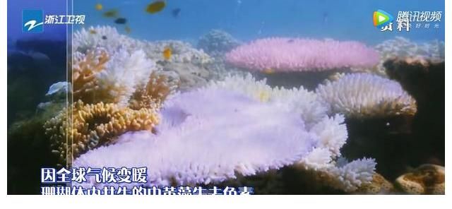 刮目相看|《奔跑吧5》迎来最美场景，嘉宾入海底种珊瑚，杨颖让人刮目相看