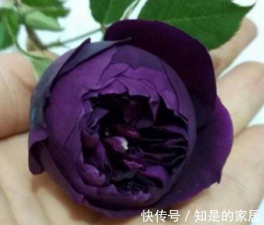 伊芙|一朵花开满院飘香，这款月季真的太香了