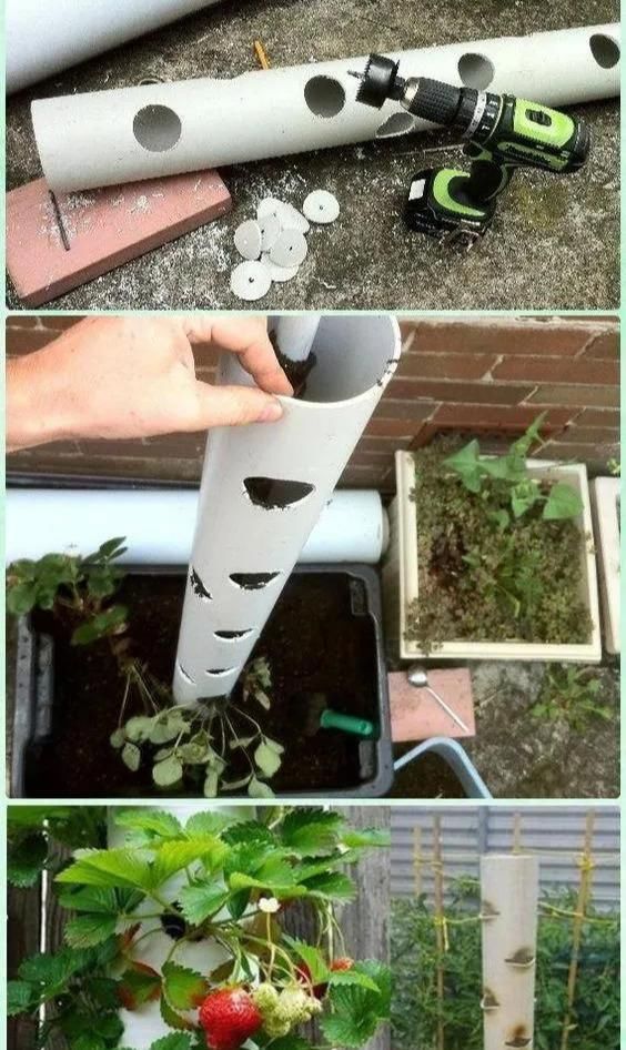 植物|没地种花种菜,没时间浇水几个塑料瓶就能解决,DIY变废为宝