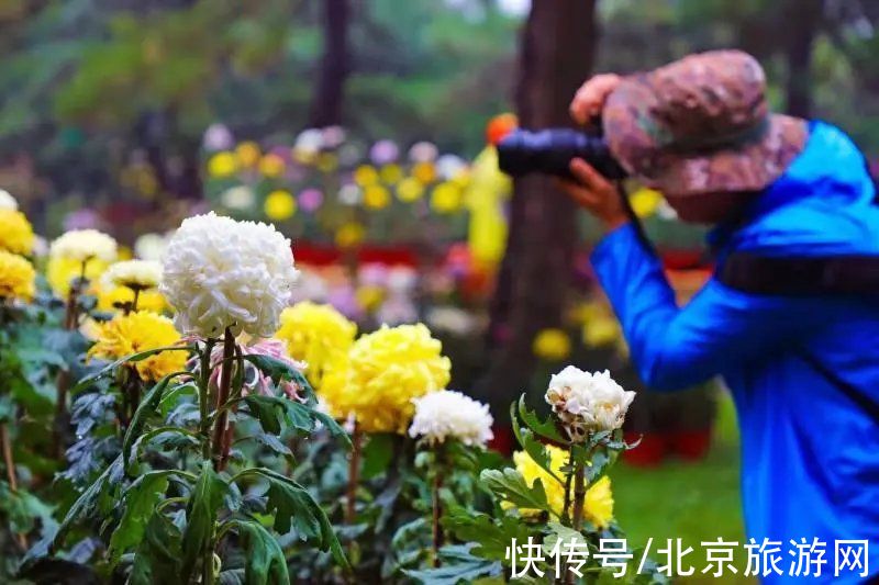 40余万株秋花绽放！海淀这里花坛、花境、花艺、花海，惊艳绚丽