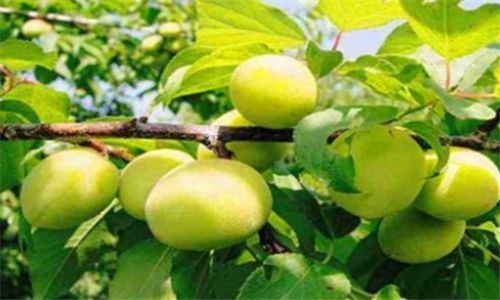 补充营养|女人想变美,常吃四种食物,滋养肌肤,减少色斑,不妨一试