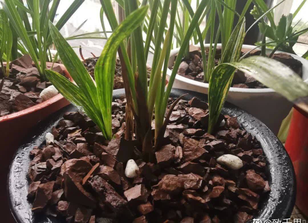 蝴蝶兰开花不是一次性,花后剪一剪,还能继续开花