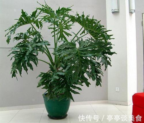 5种盆栽夏天不休眠,大水大肥的伺候,越热反而长势越旺