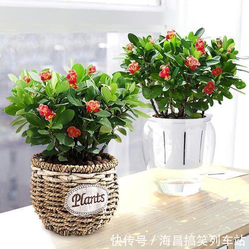 虎刺梅“有毒”,很多人还是养家里,原因只有你一点,看你知道吗