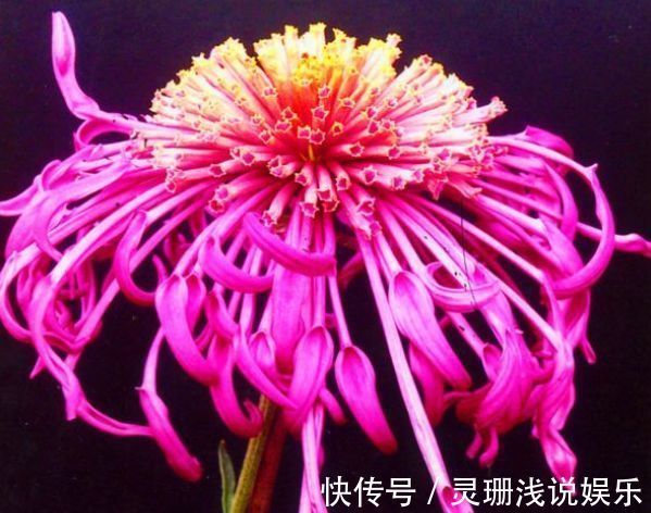 秋天养菊花，就养盆“名贵菊花”，花开“慈育万物”，红艳似火！