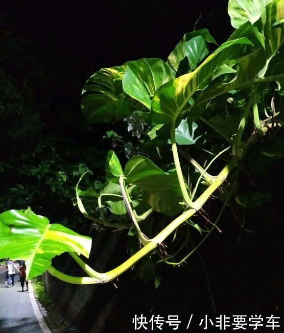 绿萝养久了,居然变成了龟背竹,还开背了!