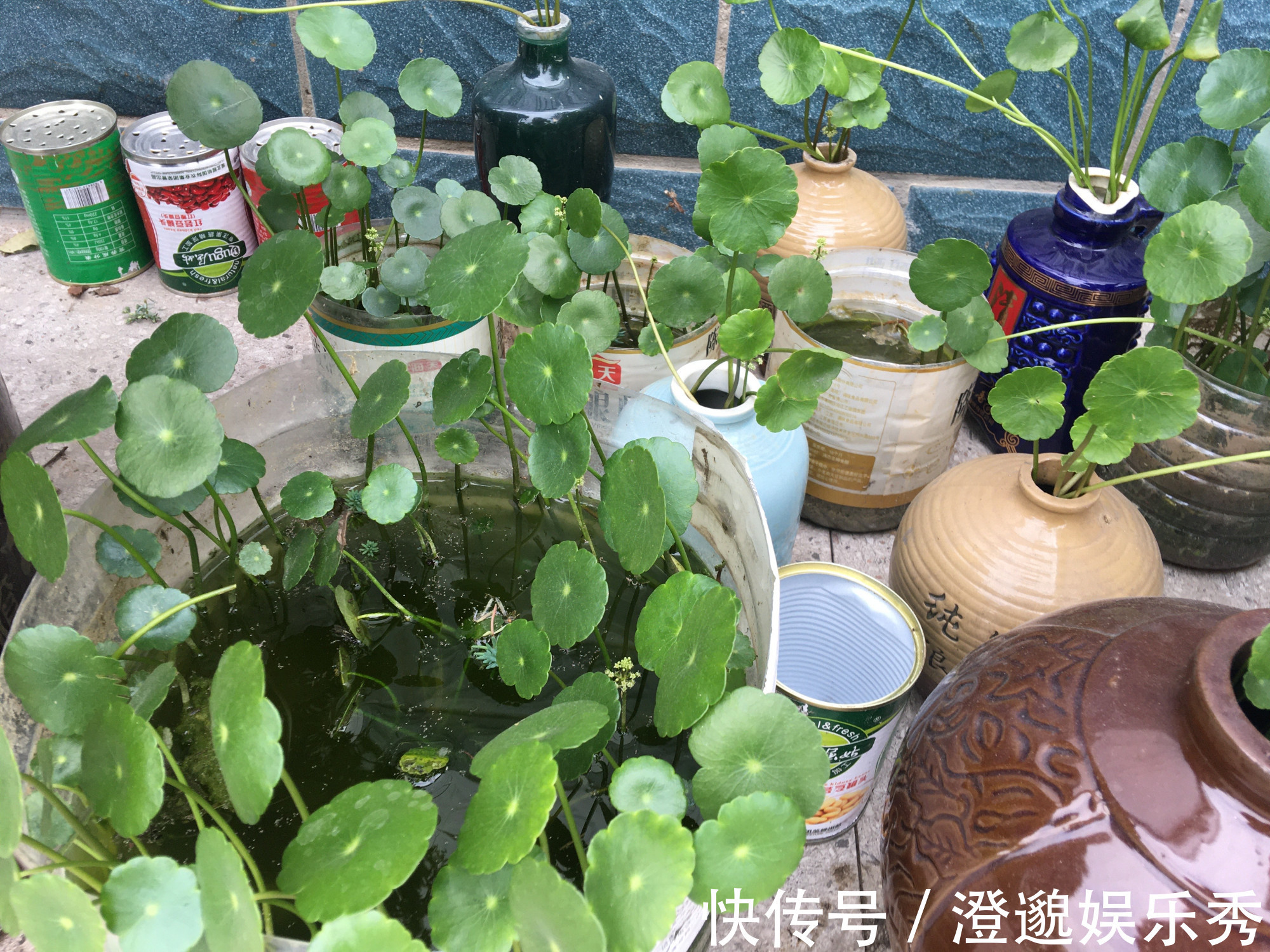 清新|家里有不用的瓶子,拿来水培3种绿植,简单好养清新漂亮