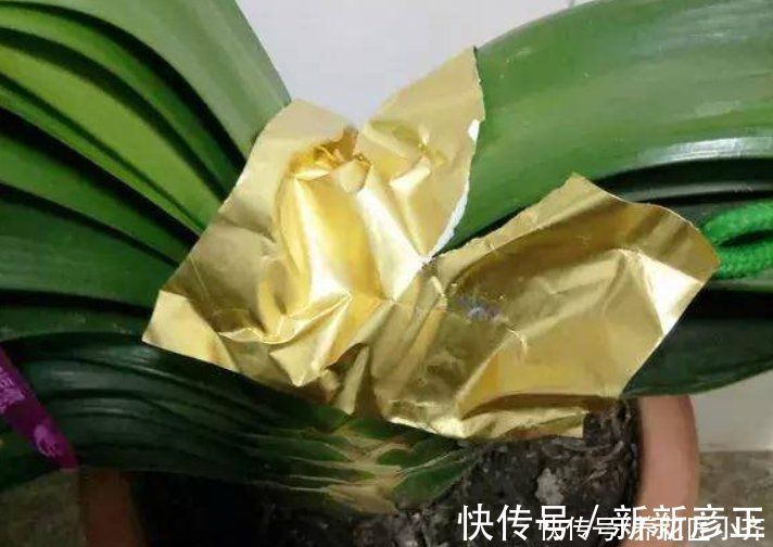 肥料|君子兰花箭“夹住了”，只需简单四步，让花杆快速长高，正常开花