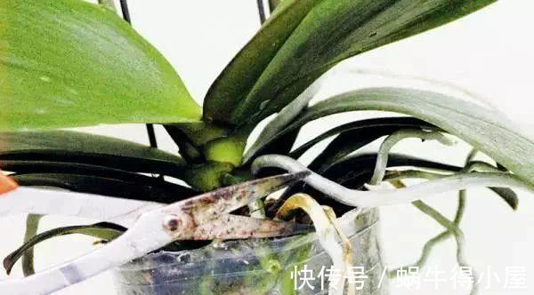 介质|家里的盆栽兰花叶子停止生长,很可能是根出了问题