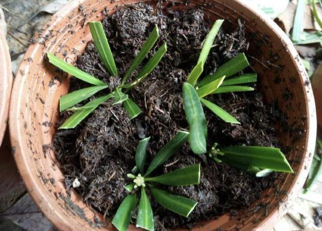 “值钱”的2种树,想养不用买,“枝条”剪下来种植,5个月变盆景