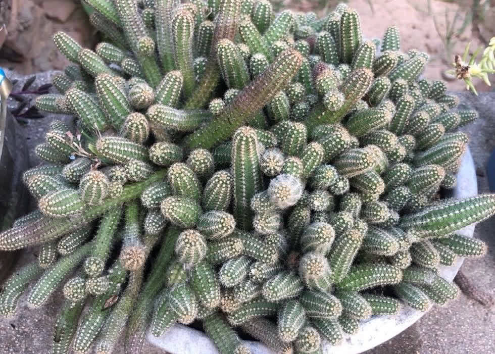 白檀怎么养?做好几点,每年都开出火红火红的花