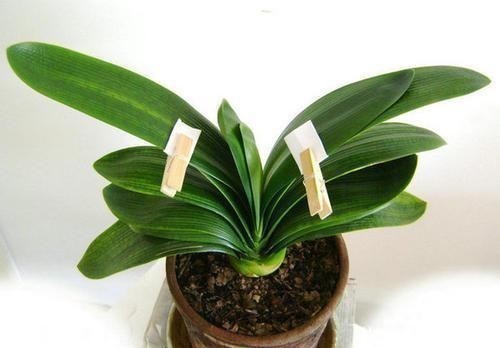 君子兰的叶子长歪了,现在矫正还来得及