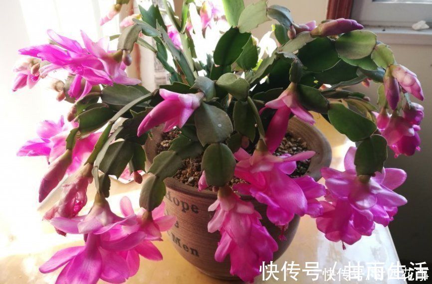 蟹爪兰叶子软塌,难复花,“根源”在这里,解决后重新饱满猛开花