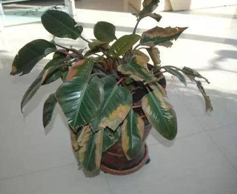 植物|春天“蚊虫多”，养花容易死记住“一点”，蚊虫不来，养啥都爆