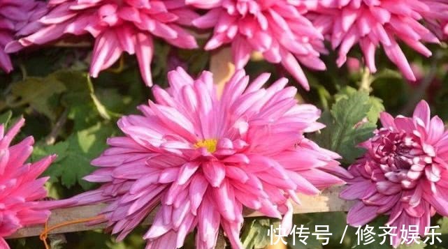 sod|菊花加一宝,每天一杯,能养肝明目,视力也好了,值得分享给家人