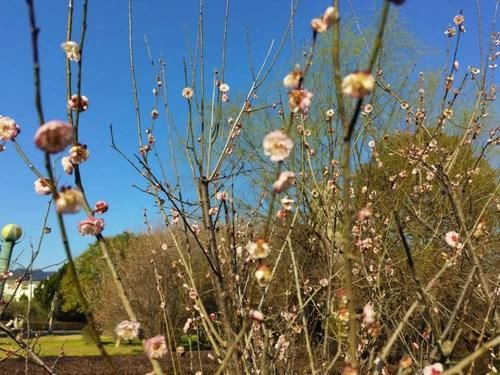 中薪|徽州潜口：梅花枝头俏，暗香浮动邀客来！