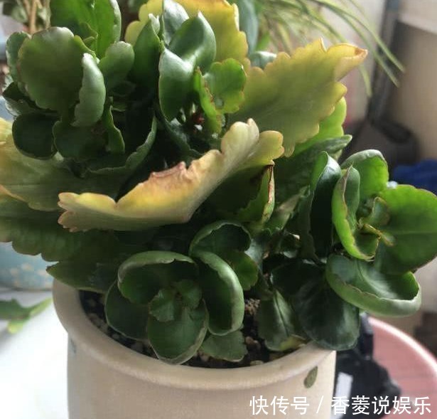 长寿|长寿花不长还黄叶用3法急救,轻松解决,爆成大花球